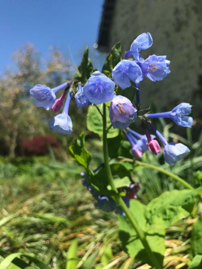 Wild Wisteria Bed and Breakfast Chadds Ford Εξωτερικό φωτογραφία