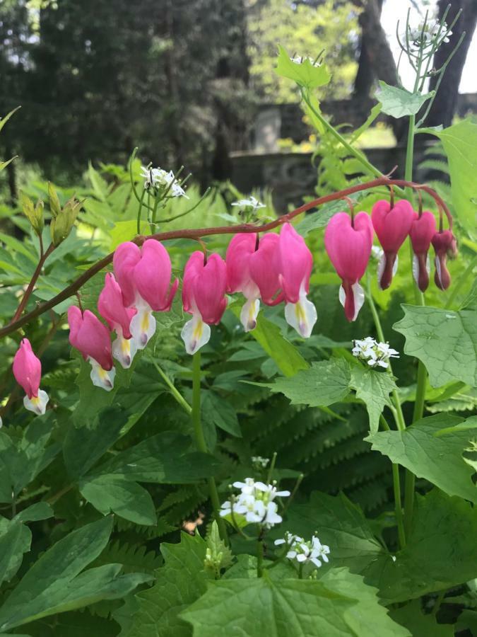 Wild Wisteria Bed and Breakfast Chadds Ford Εξωτερικό φωτογραφία