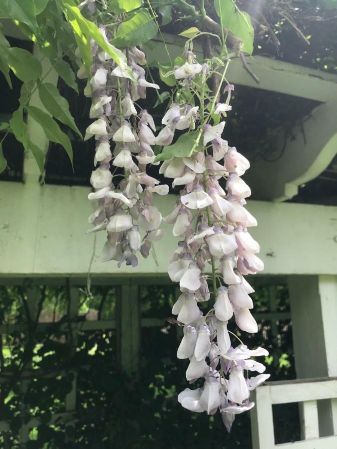 Wild Wisteria Bed and Breakfast Chadds Ford Εξωτερικό φωτογραφία