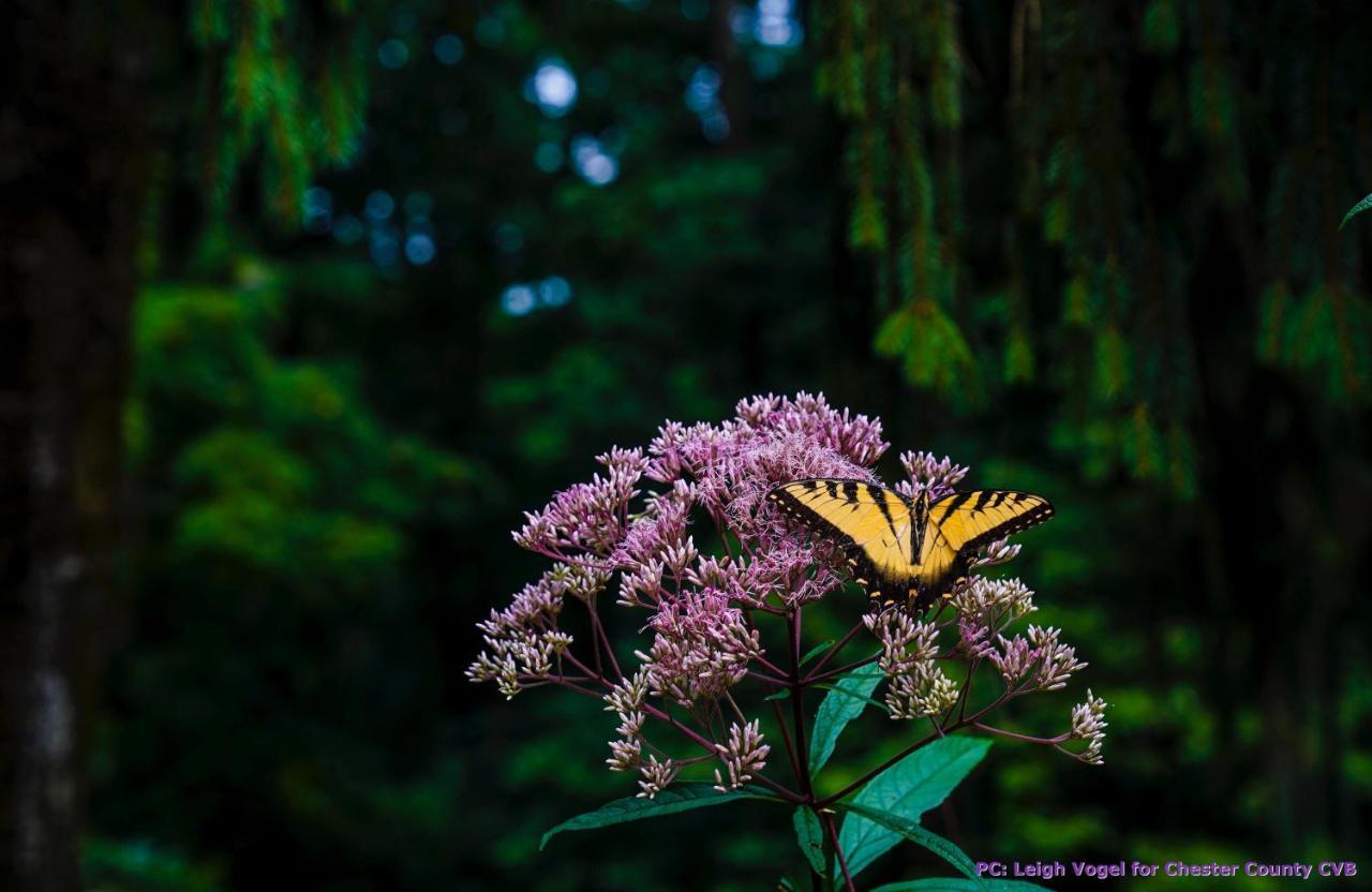 Wild Wisteria Bed and Breakfast Chadds Ford Εξωτερικό φωτογραφία
